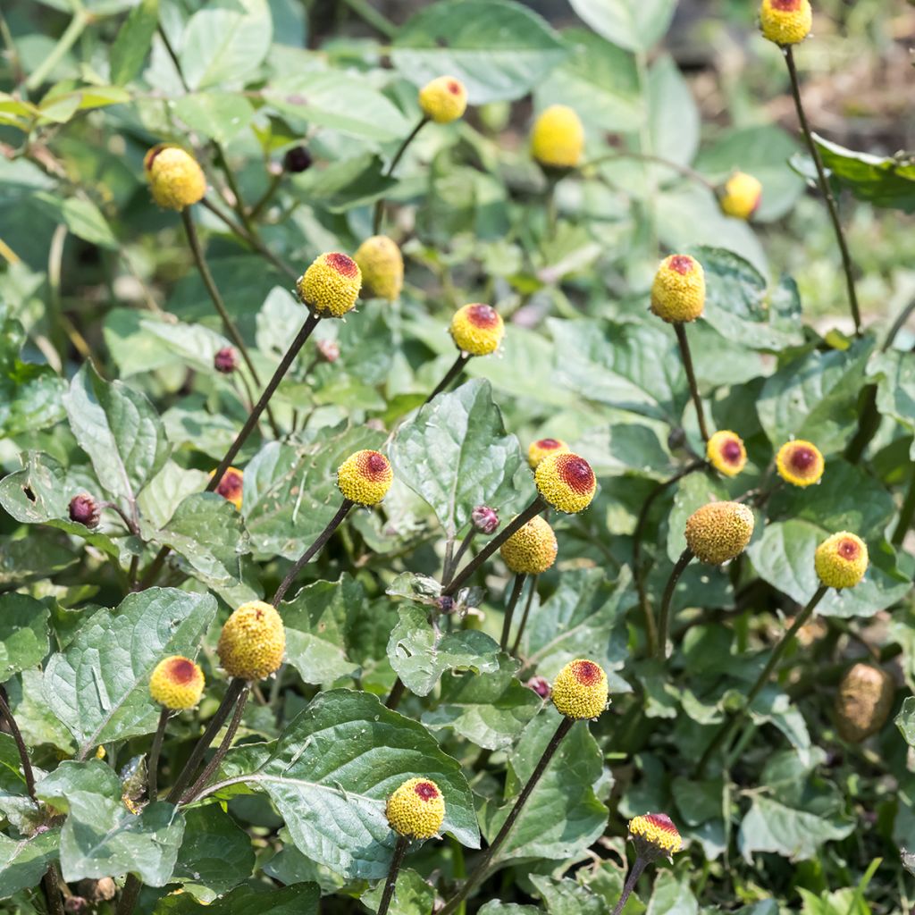 Parakers - Spilanthes oleracea