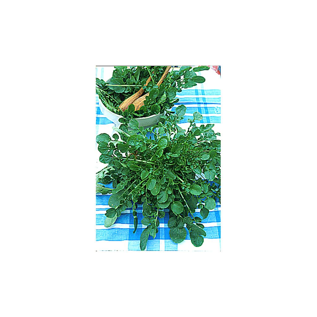 Cresson vivace des Jardins