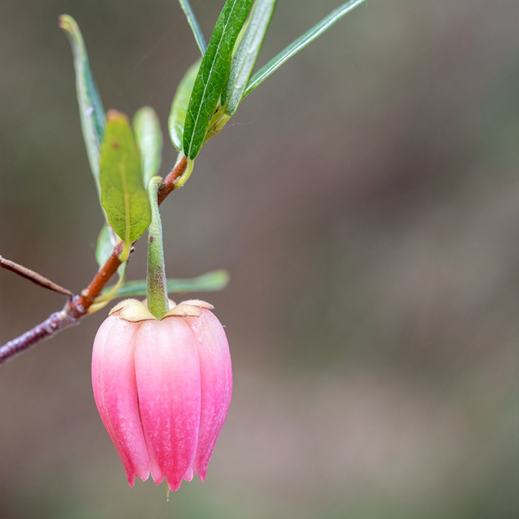 Crinodendron hookerianum Ada Hoffman - Chileense lantaarnboom
