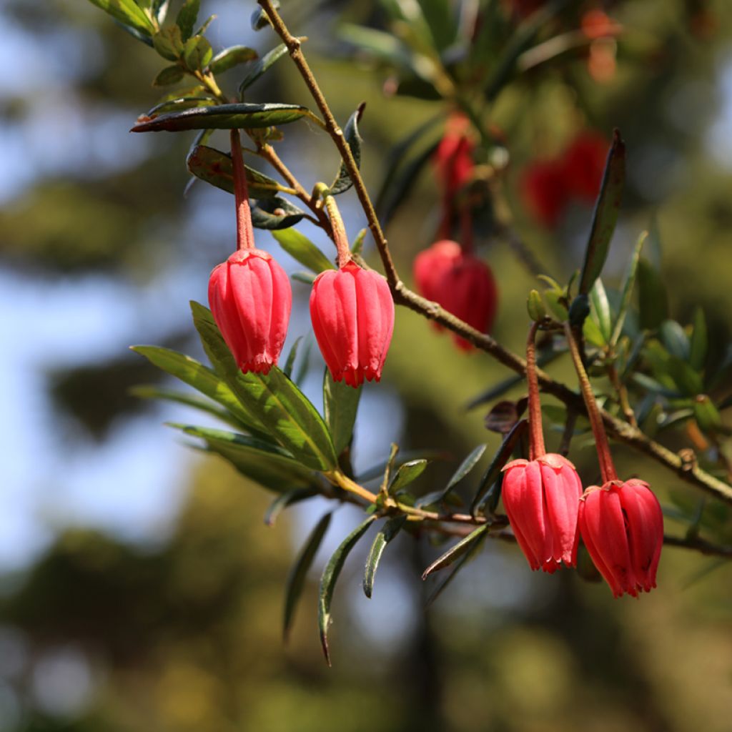 Crinodendron hookerianum - Chileense lantaarnboom