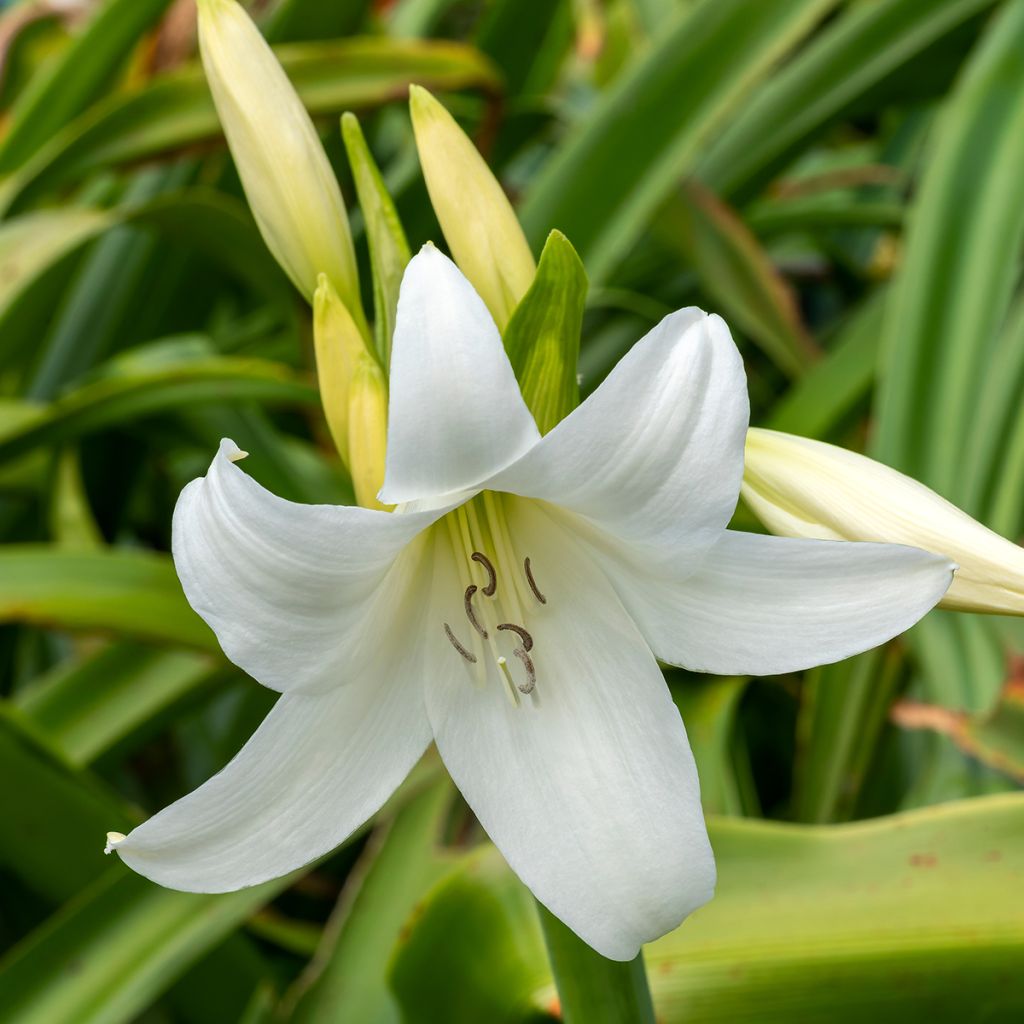 Crinum powellii Wit - Haaklelie