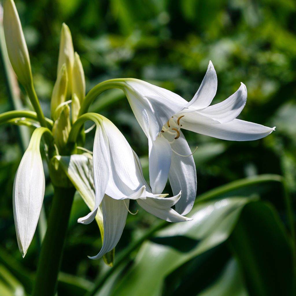 Crinum powellii Wit - Haaklelie
