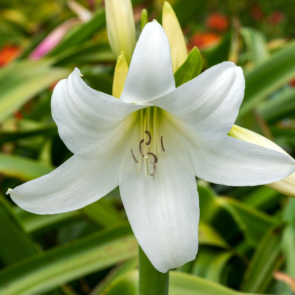 Crinum powellii Wit - Haaklelie