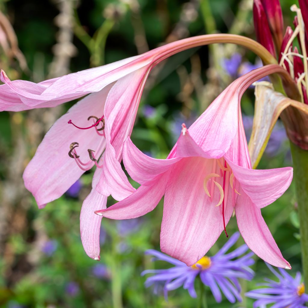 Crinum powellii Rosea - Haaklelie roze
