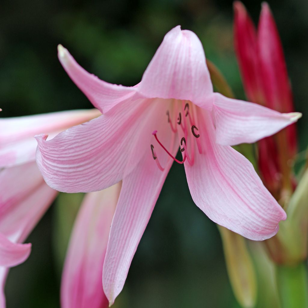 Crinum powellii Rosea - Haaklelie roze