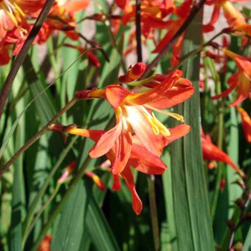Crocosmia crocosmiiflora Carmine Brillant - Montbretia