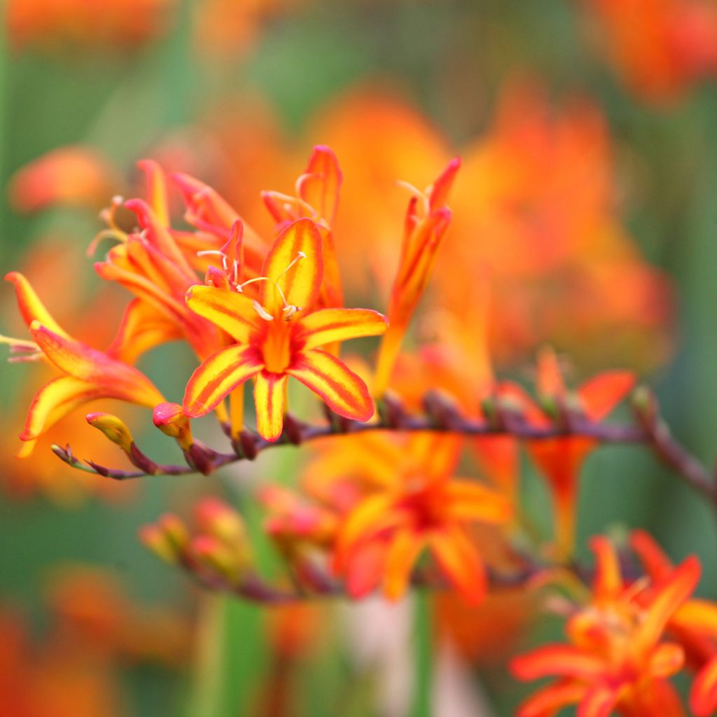 Crocosmia Firestarter - Montbretia