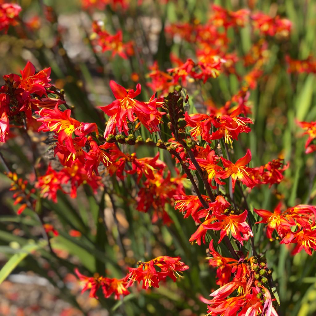 Crocosmia crocosmiiflora James Coey - Montbretia