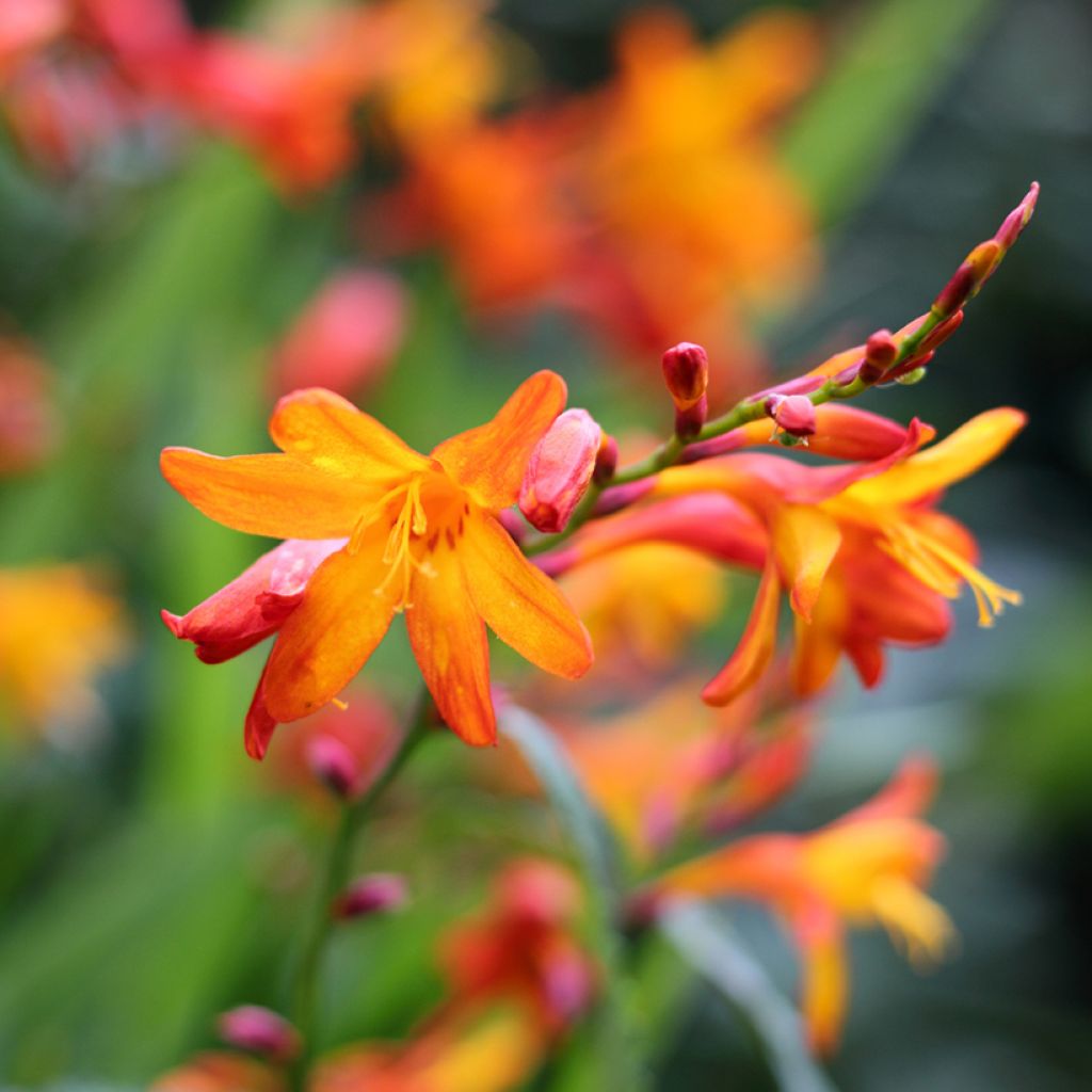Crocosmia crocosmiiflora Queen Alexandra - Montbretia
