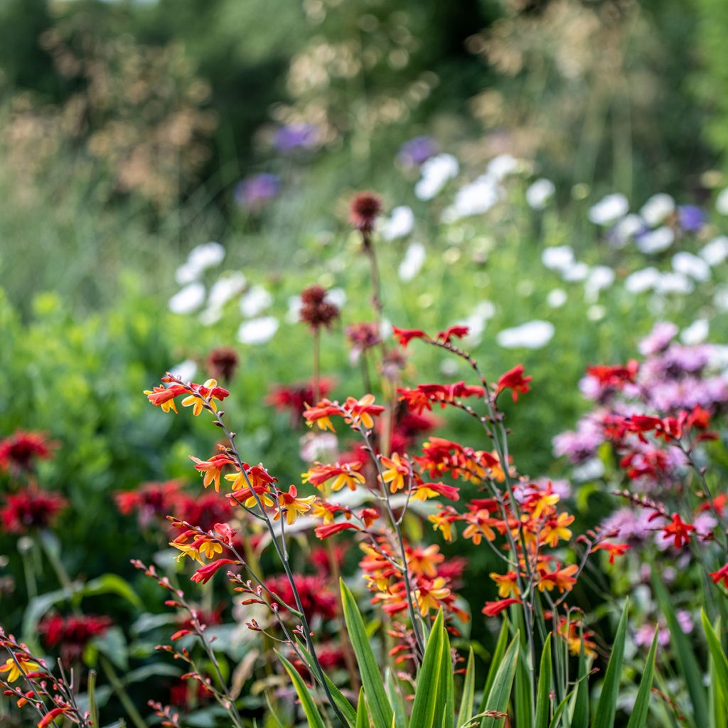 Montbretia Fire King - Crocosmia