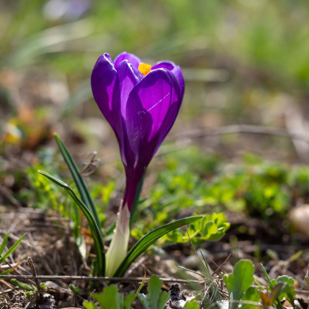 Crocus vernus Flower Record - Hollandse krokus