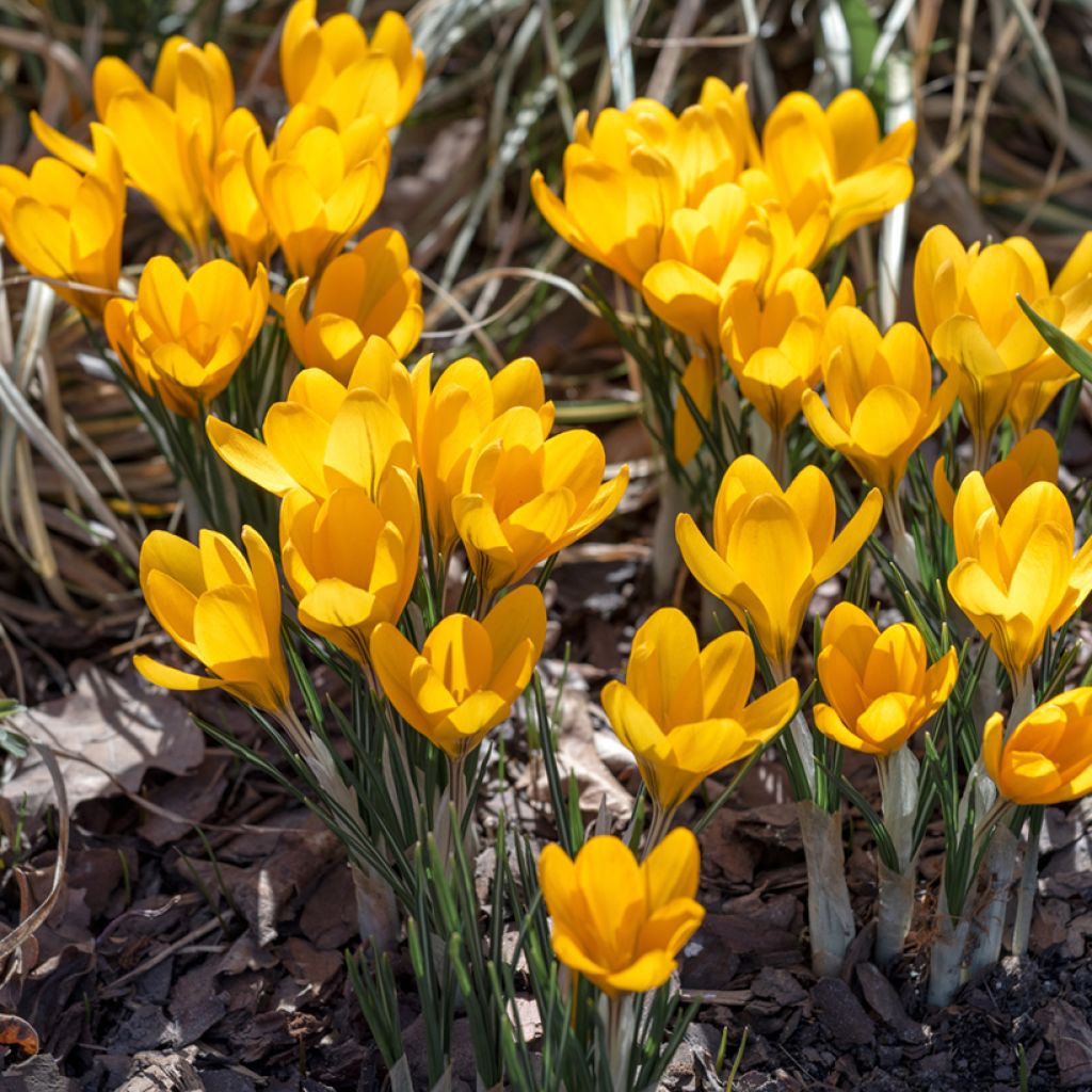 Crocus vernus Grand Jaune - Hollandse krokus geel
