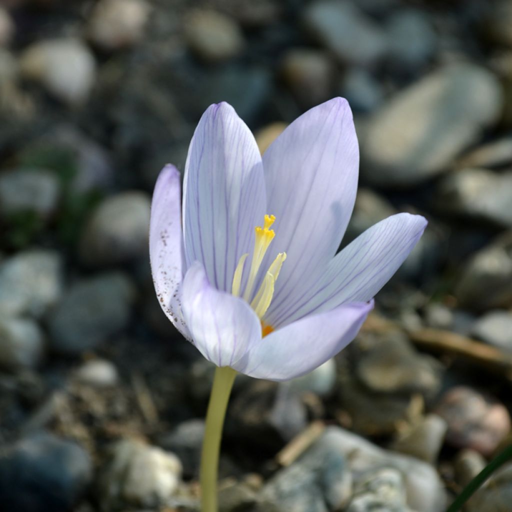 Crocus kotschyanus - Herfstkrokus