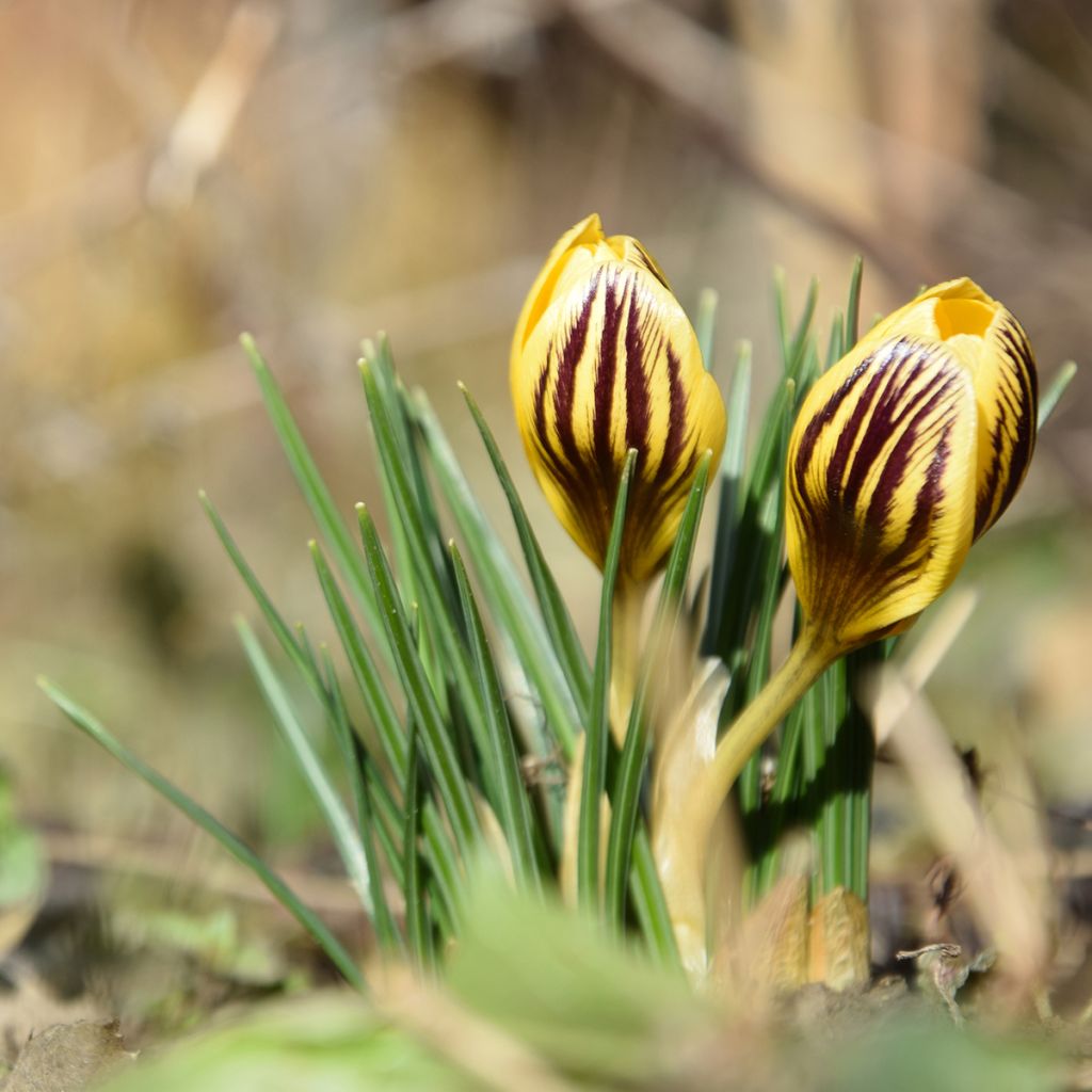 Crocus chrysanthus Gipsy Girl - Sneeuwkrokus