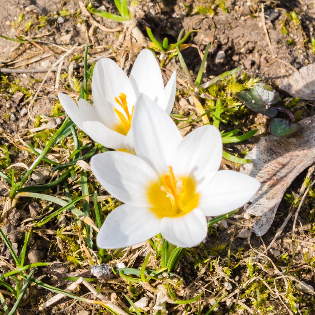 Crocus malyi - Krokus