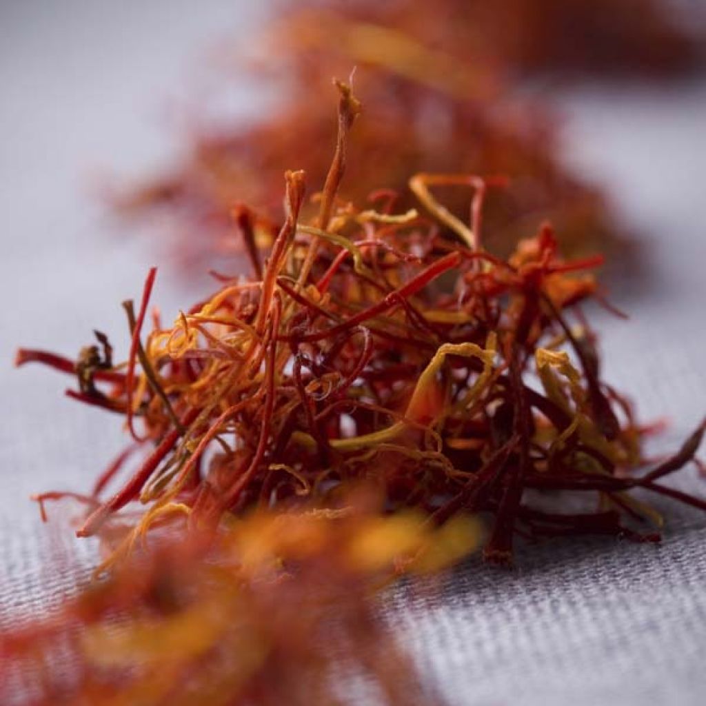 Crocus sativus - Saffraankrokus