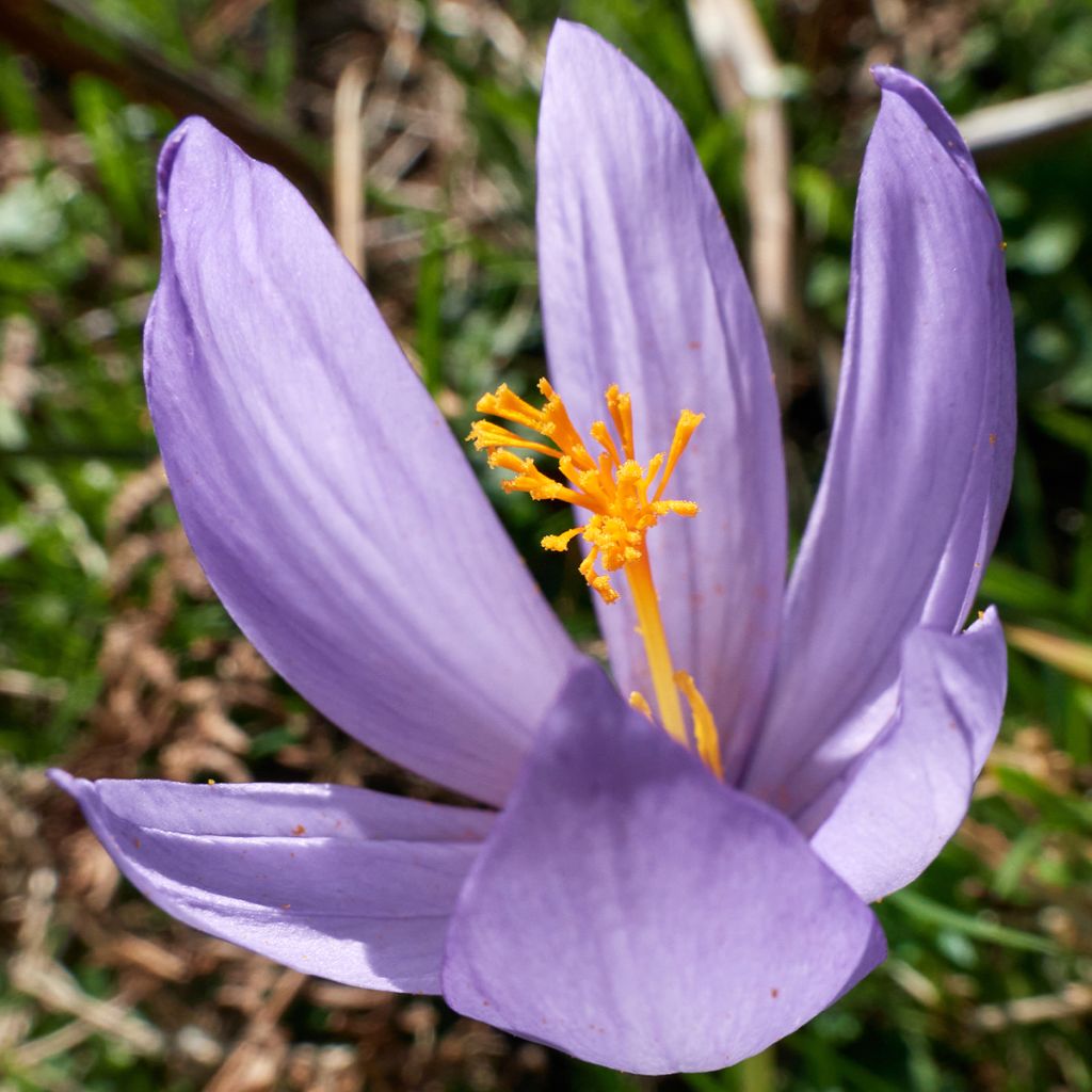 Crocus serotinus subsp salzmannii - Herfstkrokus