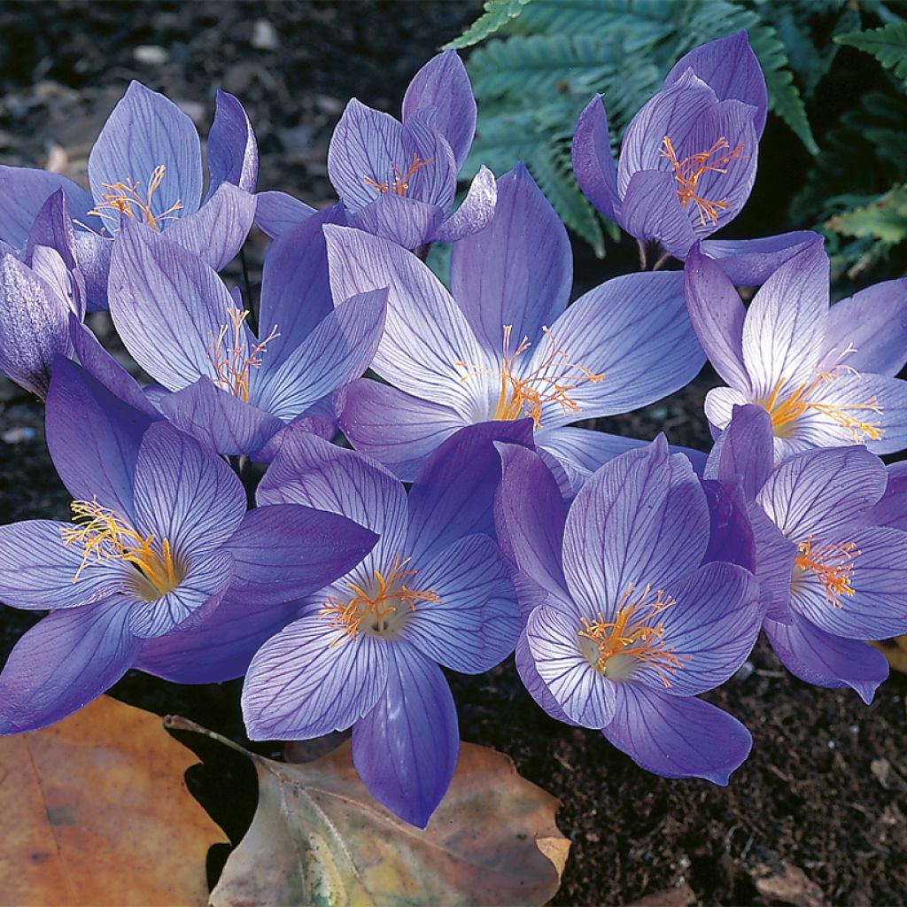 Crocus speciosus Aitchisonii - Herfstkrokus