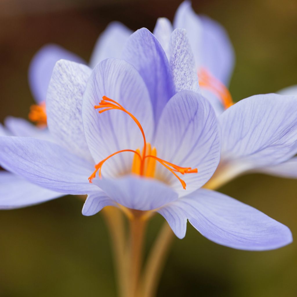 Crocus speciosus Aitchisonii - Herfstkrokus