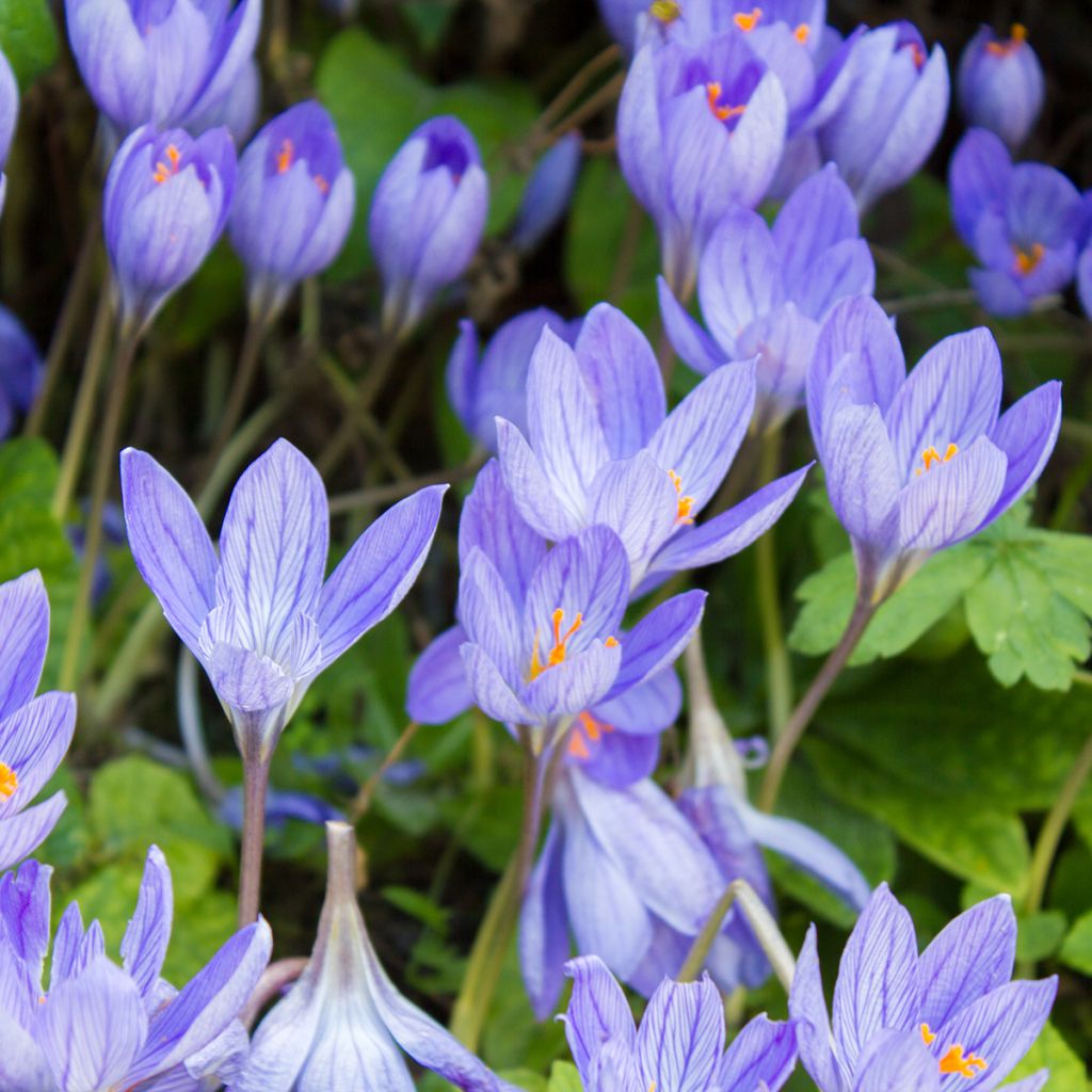 Crocus speciosus Aitchisonii - Herfstkrokus