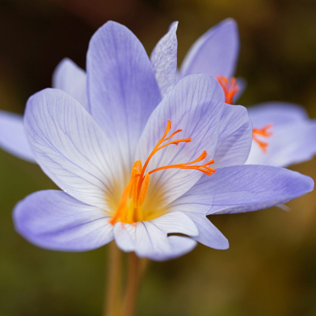 Crocus speciosus Aitchisonii - Herfstkrokus