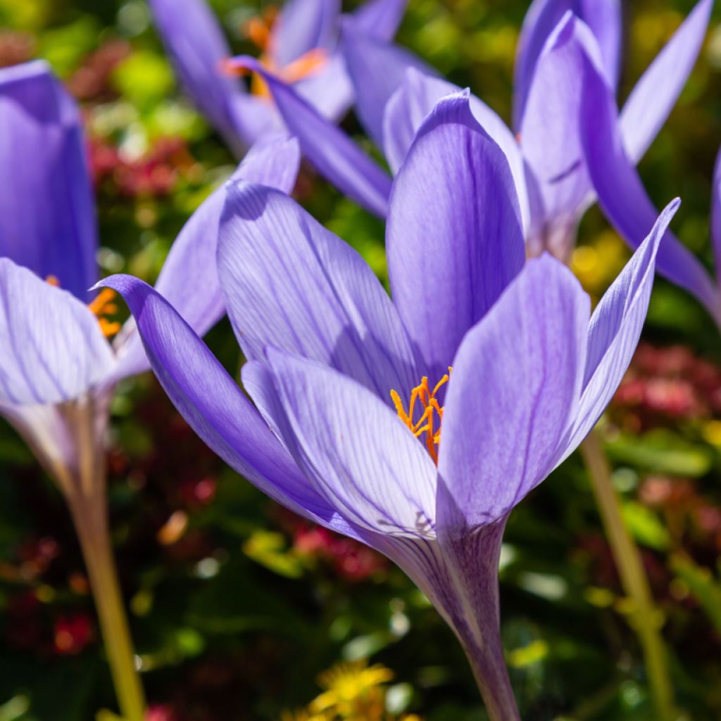 Crocus speciosus Artabir - Herfstkrokus