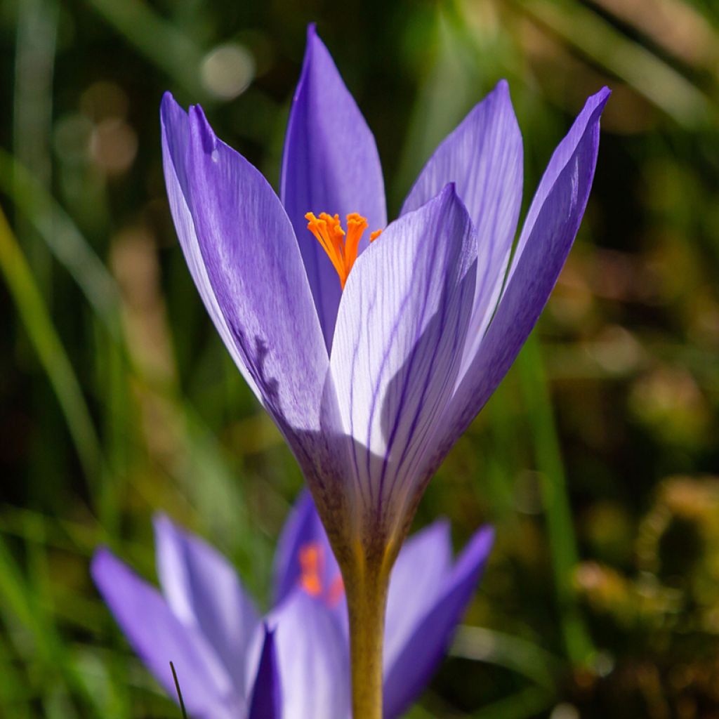 Crocus speciosus Artabir - Herfstkrokus