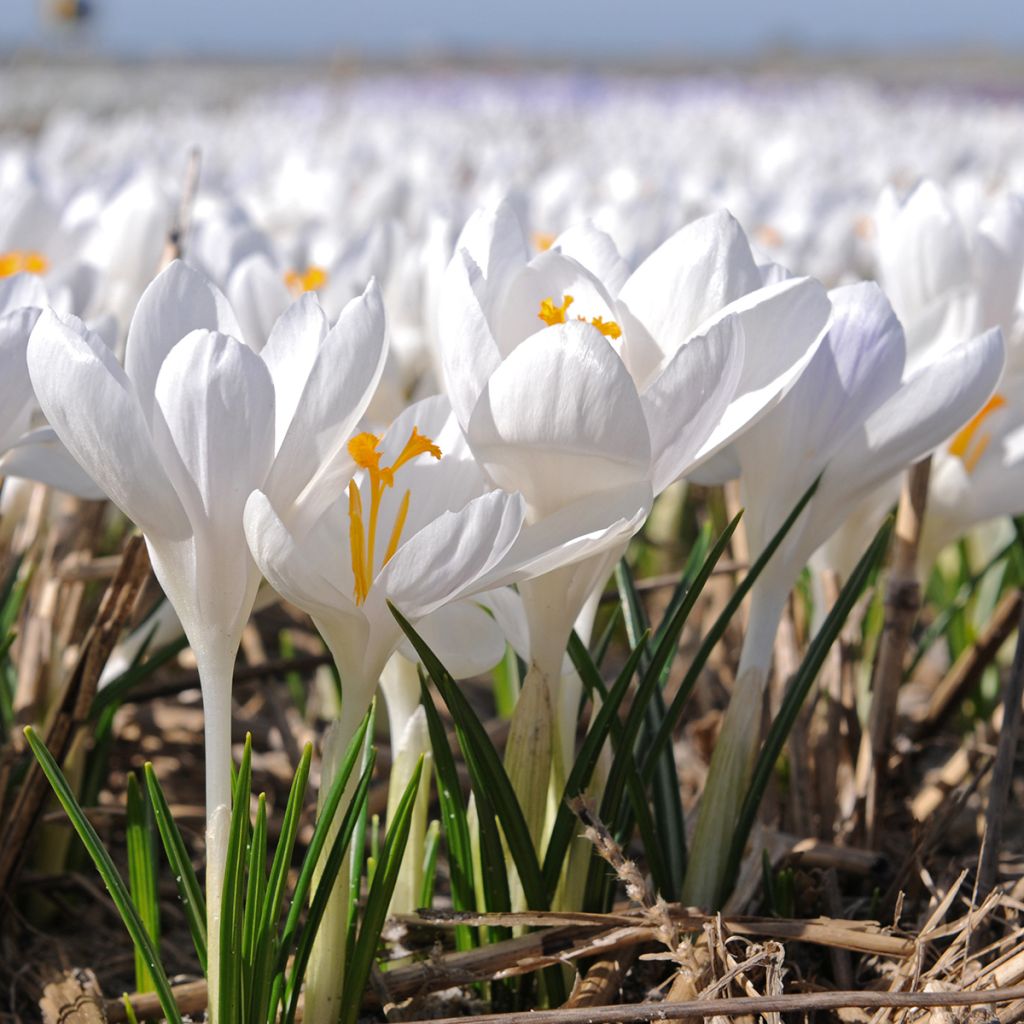 Crocus tommasinianus Ivory Princess - Boerenkrokus