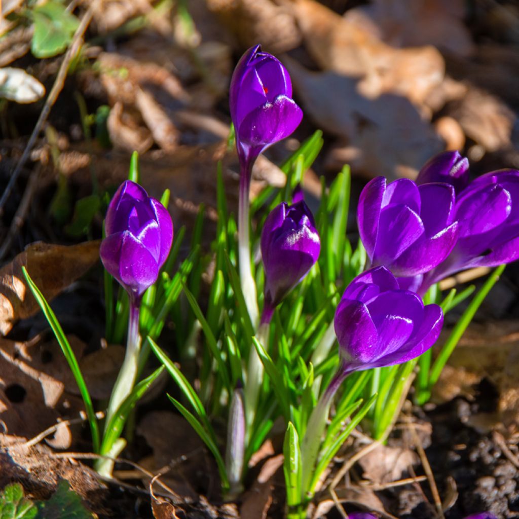 Crocus tommasinianus Ruby Giant - Boerenkrokus