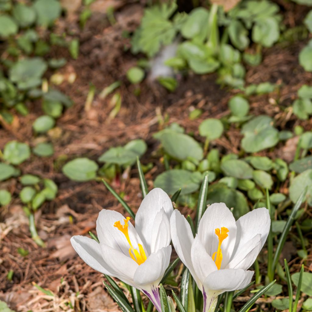 Crocus vernus subsp. albiflorus Wit - Bonte krokus