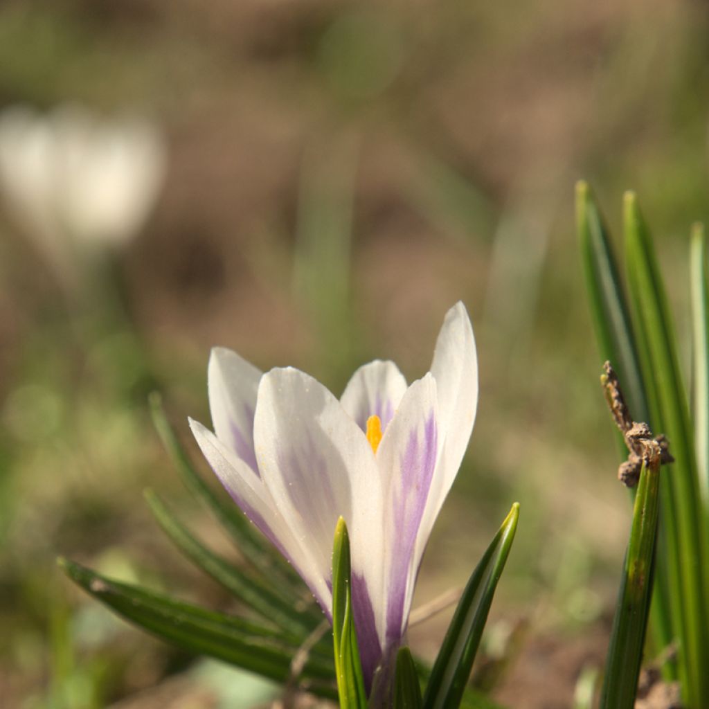 Crocus vernus subsp. albiflorus Wit - Bonte krokus