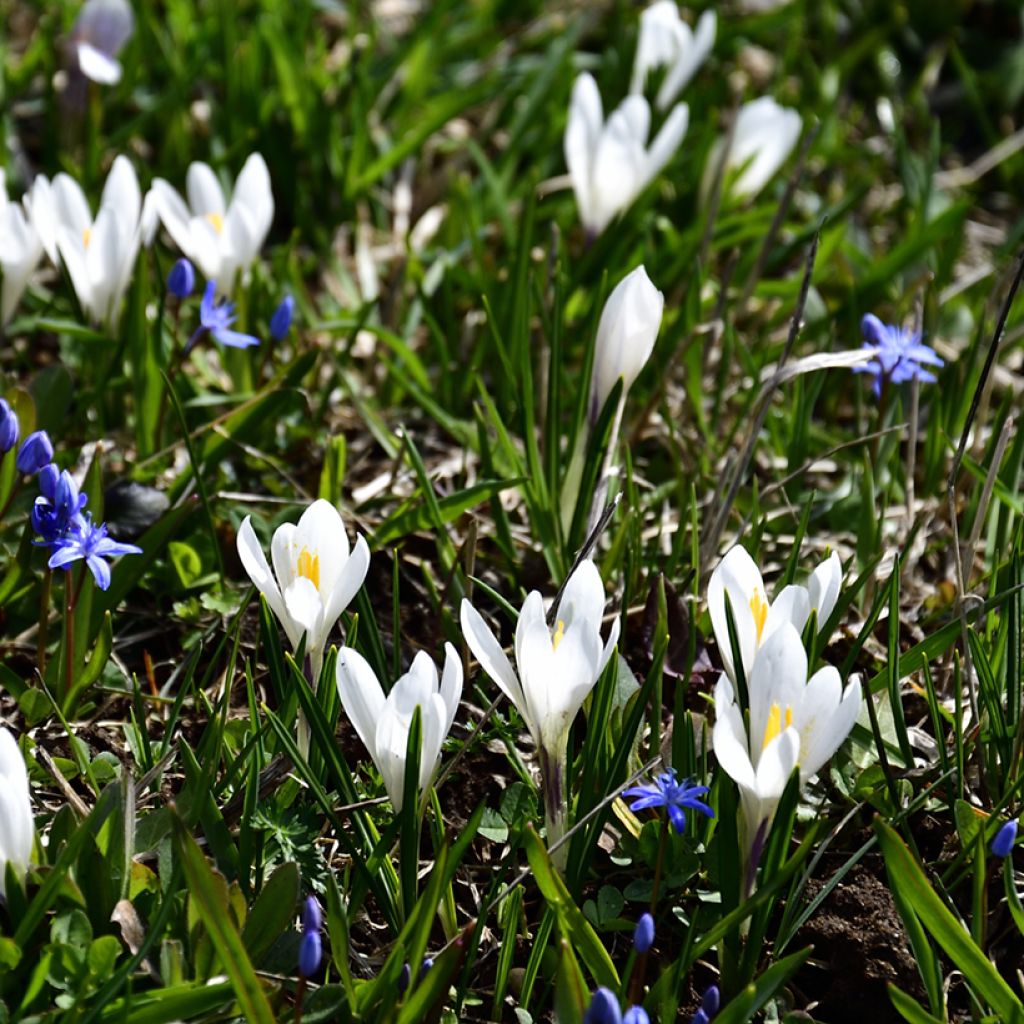 Crocus vernus subsp. albiflorus Wit - Bonte krokus