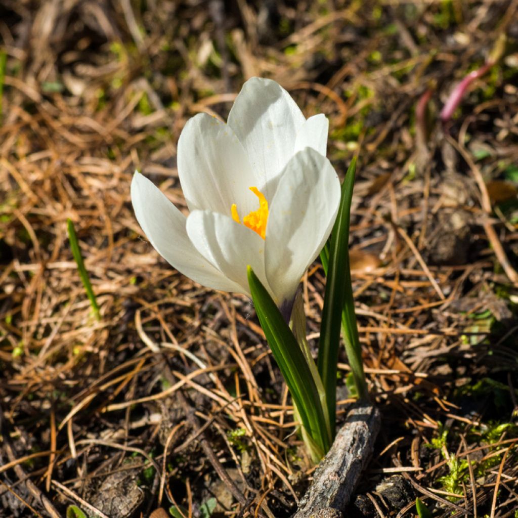 Crocus vernus subsp. albiflorus Wit - Bonte krokus