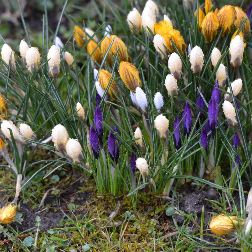 Crocus vernus subsp. albiflorus Wit - Bonte krokus
