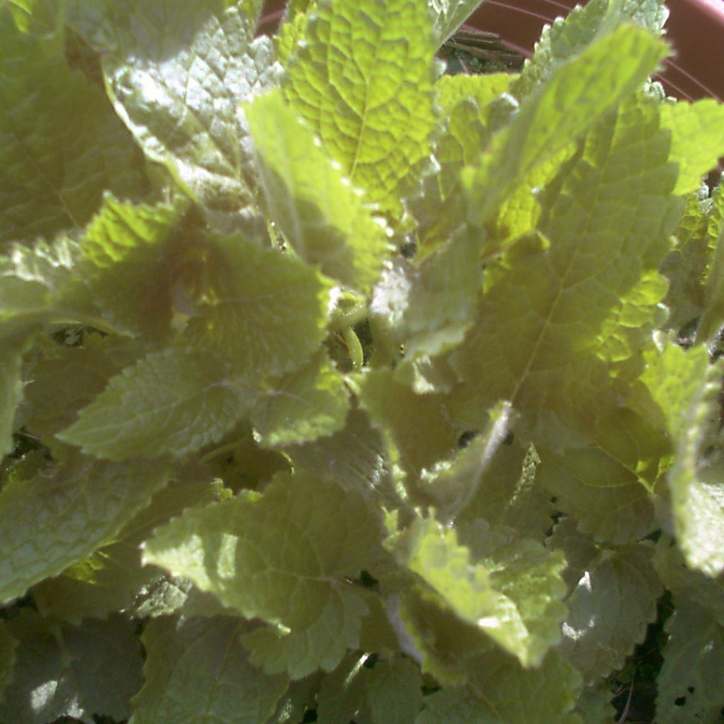 Japanse andoorn BIO - Stachys affinis (pootgoed)