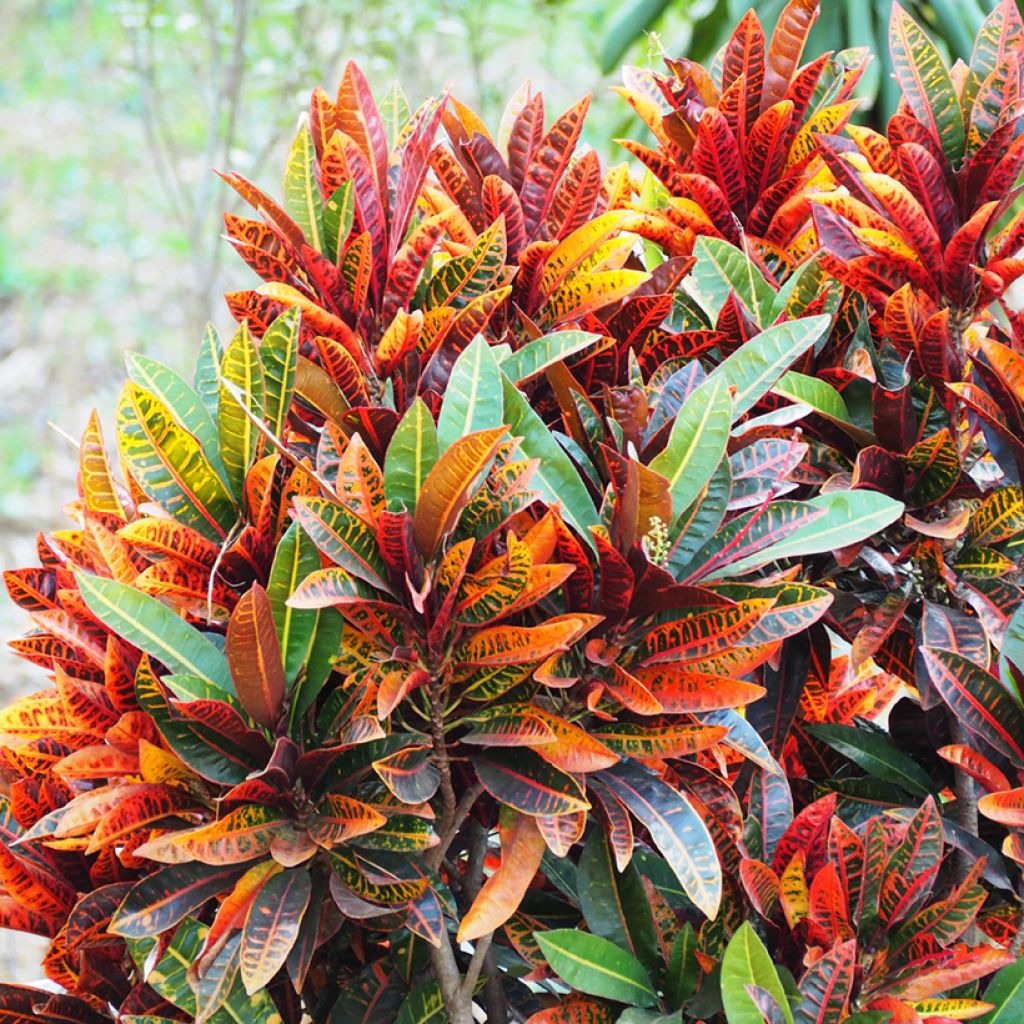 Kroton Petra - Codiaeum variegatum