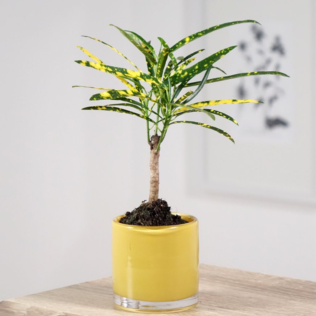 Kroton Pictum - Codiaeum variegatum var. pictum