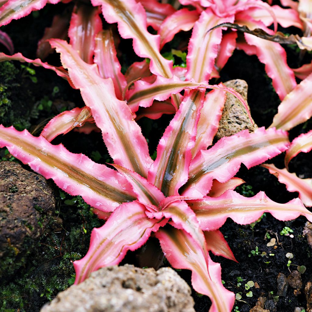 Cryptanthus Pink Star - Etoile de terre