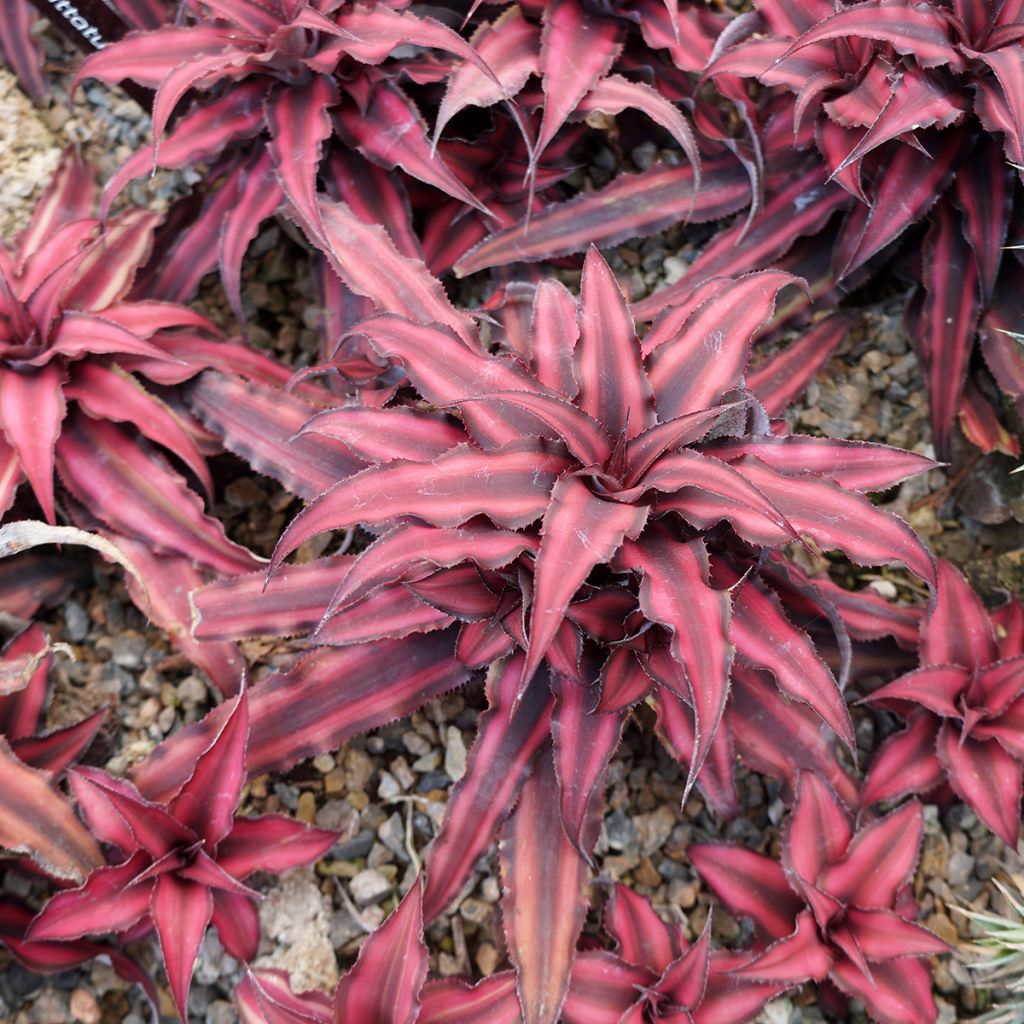 Cryptanthus Super Pink - Etoile de terre