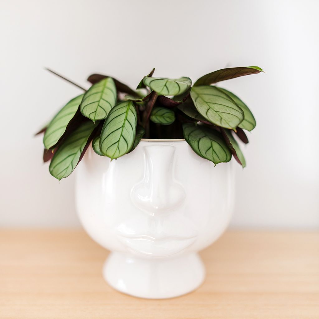 Ctenanthe Amagris