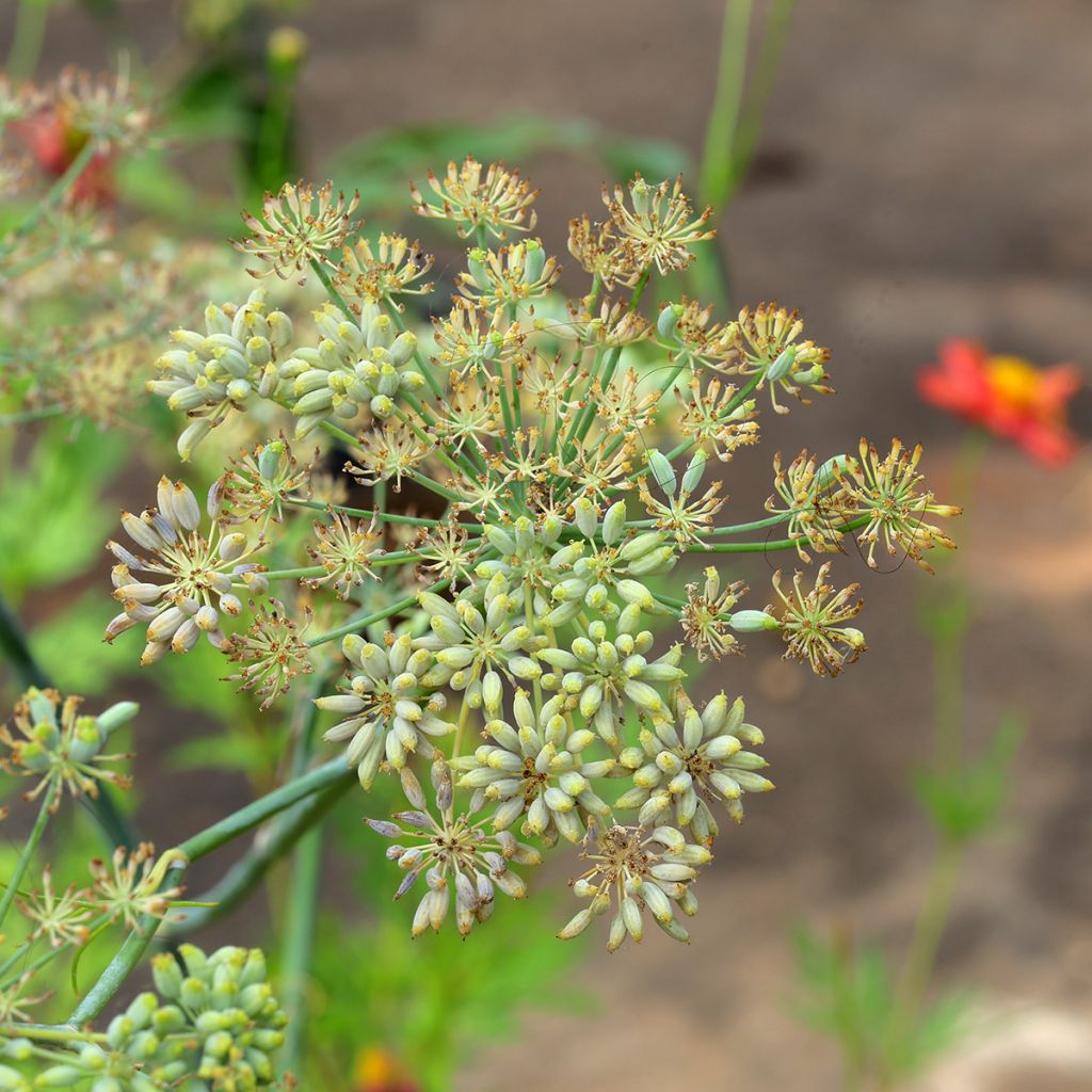 Komijn - Cuminum cyminum