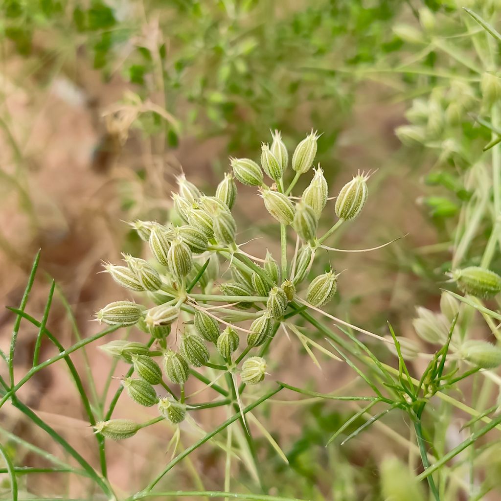 Komijn - Cuminum cyminum