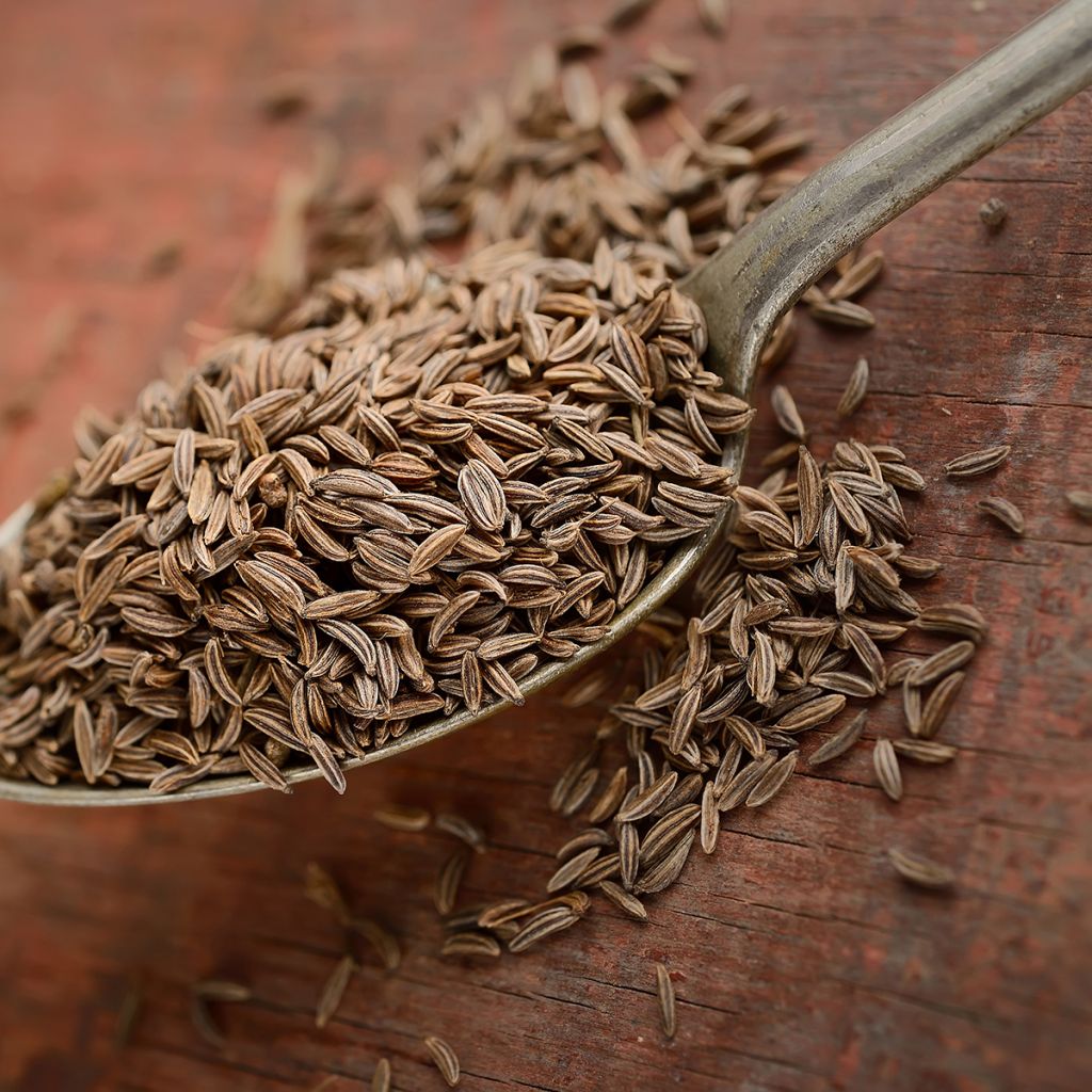 Komijn - Cuminum cyminum