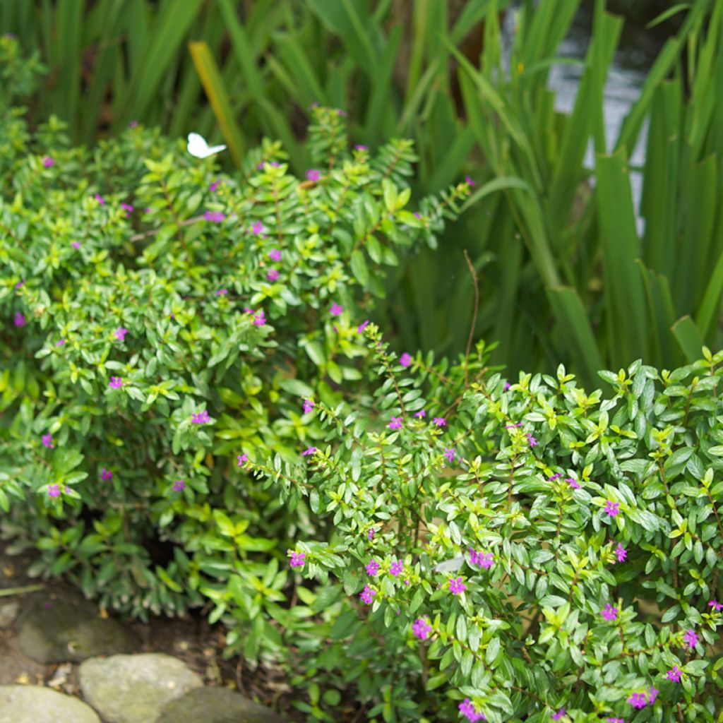 Cuphea hyssopifolia Purple - Mexicaanse heide