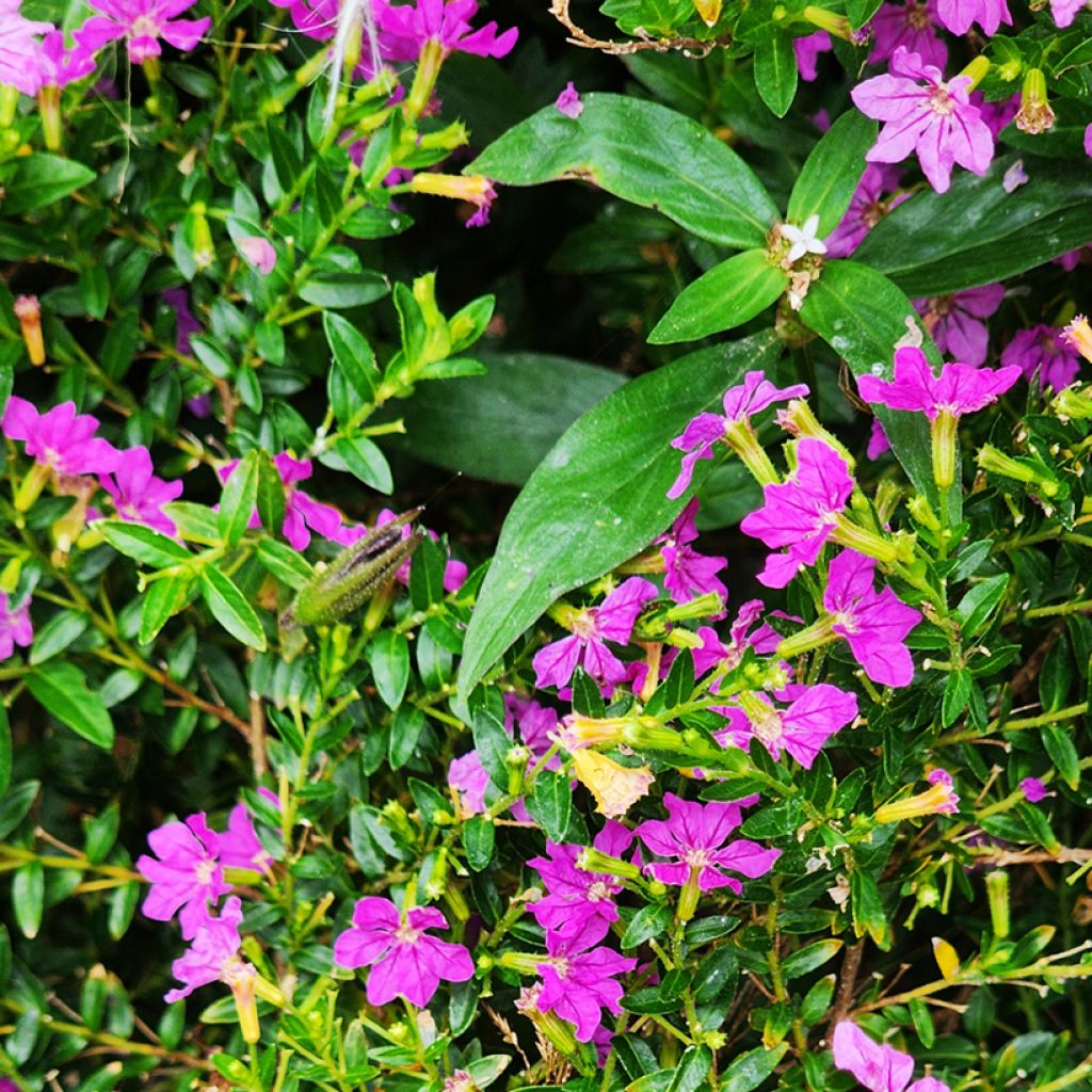 Cuphea hyssopifolia Purple - Mexicaanse heide