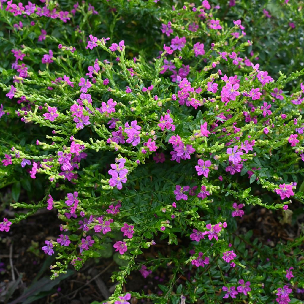 Cuphea hyssopifolia Purple - Mexicaanse heide