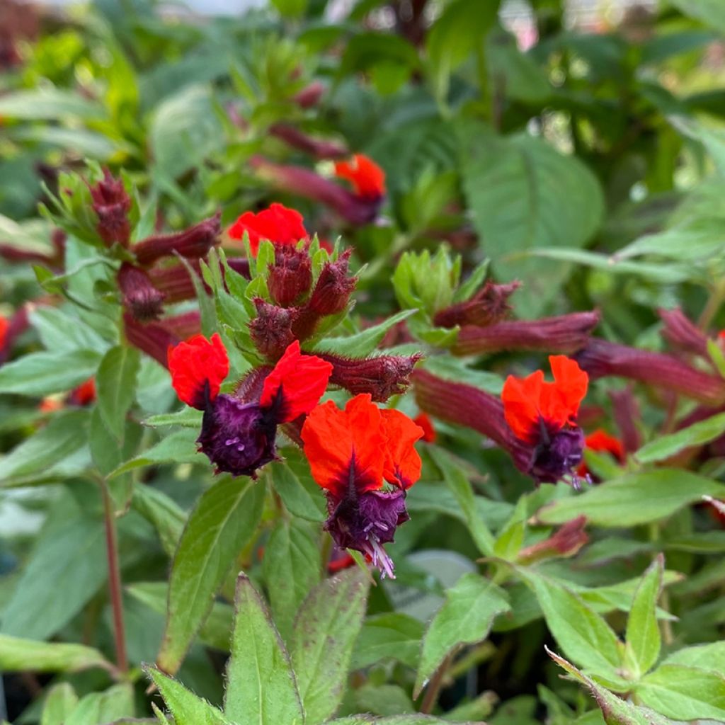 Cuphea llavea Torpedo