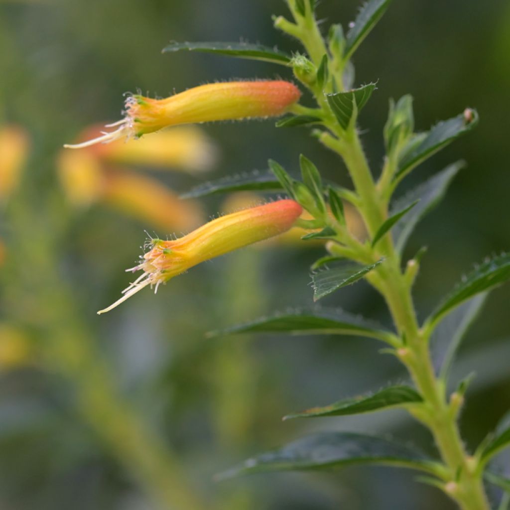 Cuphea micropetala - Sigarenplant