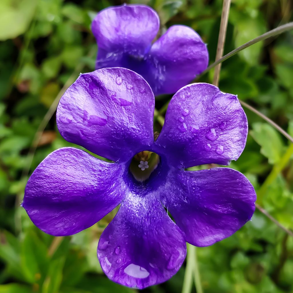 Cyananthus lobatus Giant Form