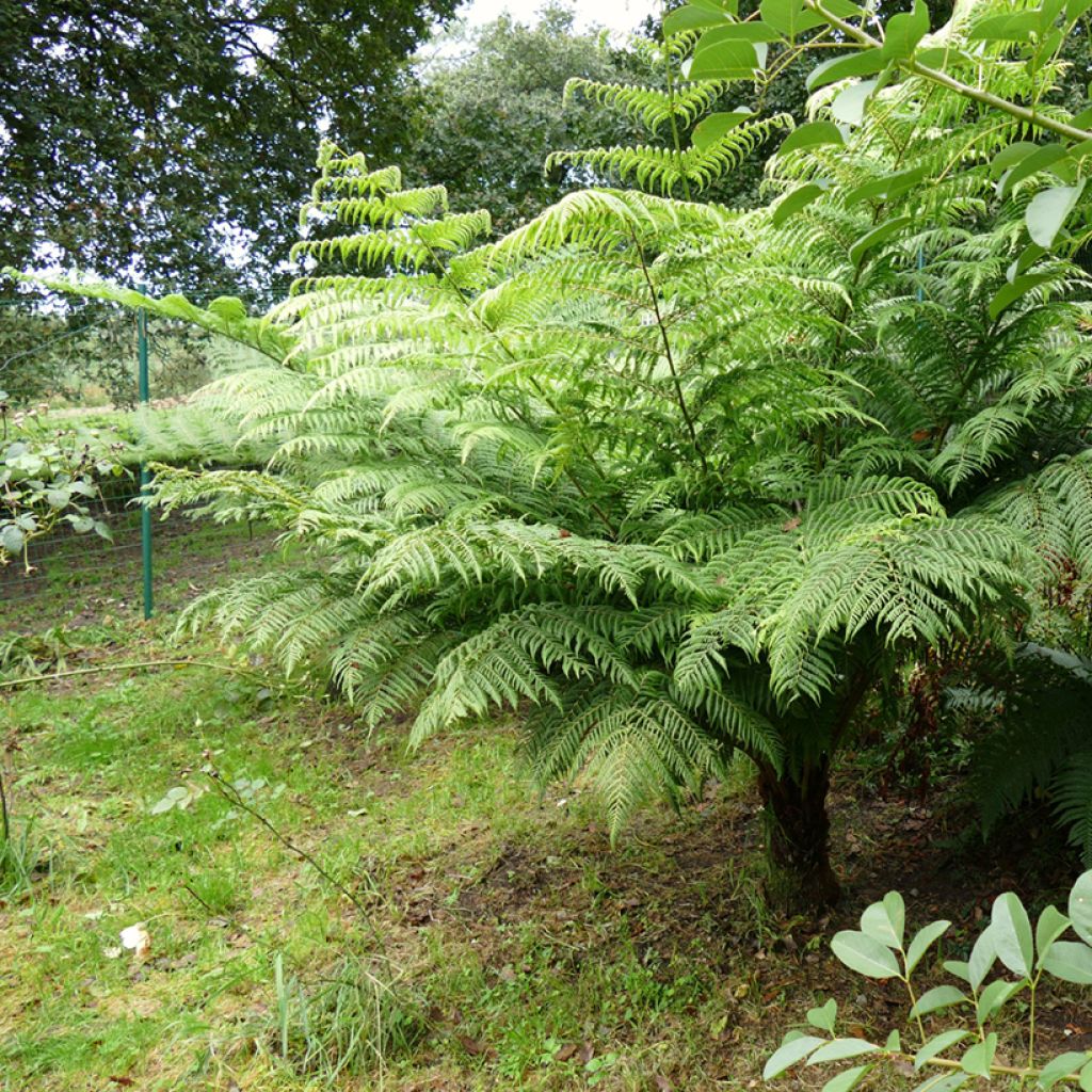Cyathea australis - Boomvaren